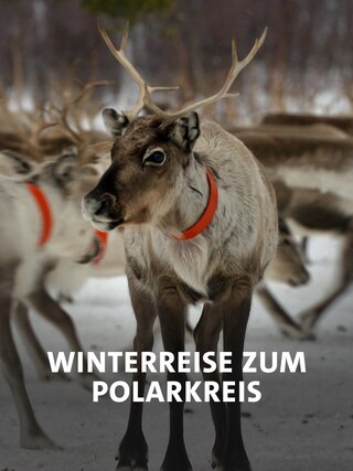 Winterreise zum Polarkreis | Doku