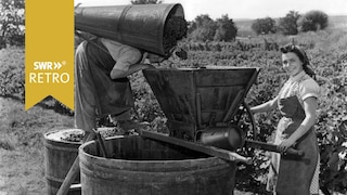 SWR Retro - Weinlese in der Wein-Region Pfalz in den 1950er Jahren 