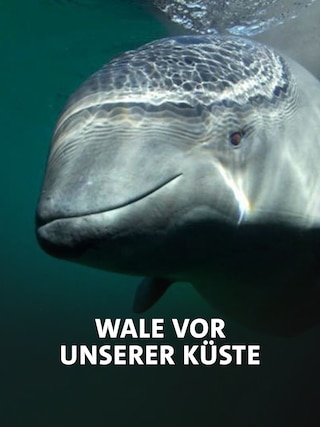 Wale vor unserer Küste - Film von Holger Vogt (24.04.21, 20:15)