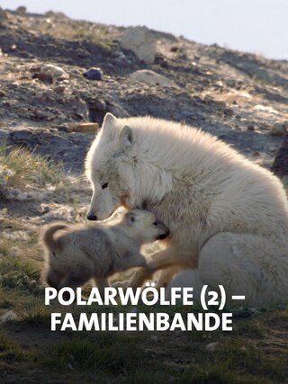 Weiße Wölfin mit Jungen