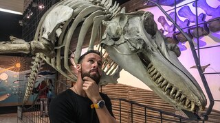 Robert Marc Lehmann vor dem T-Rex-Skelett im Naturmuseum Senckenberg in Frankfurt.