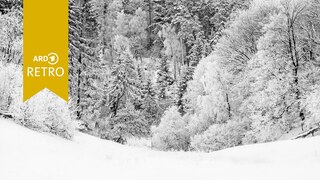 Winterlicher Wald im Harz