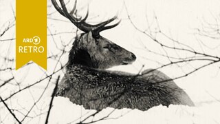 Retro Tiere im Winter Hirsch mit Geweih in Kälte und Schnee 